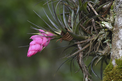 Tillandsia stricta