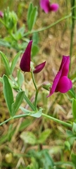 Lathyrus tingitanus