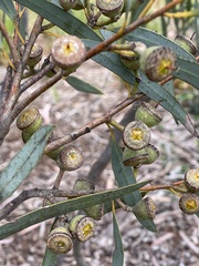 Eucalyptus platydisca
