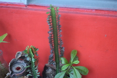 Euphorbia trigona