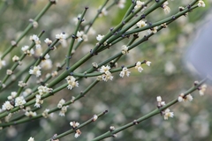 Retanilla ephedra