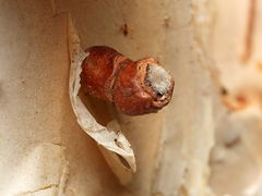 Spilonota constrictana