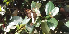 Adelpha basiloides