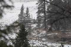 Canis lupus occidentalis