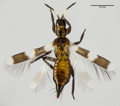 Aeolothrips collaris
