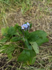 Myosotis sylvatica