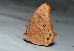 Common Evening Brown - Photo (c) widebrownland, some rights reserved (CC BY-NC), uploaded by widebrownland