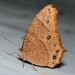 Common Evening Brown - Photo (c) widebrownland, some rights reserved (CC BY-NC), uploaded by widebrownland