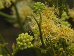 Mimoseae