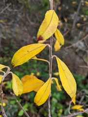 Salix sitchensis