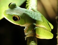 Boophis masoala