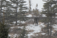 Canis lupus occidentalis