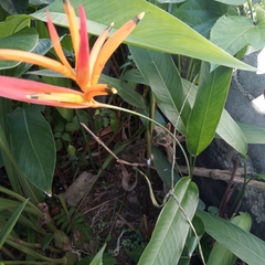 Heliconia psittacorum