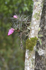 Tillandsia stricta