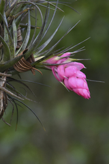 Tillandsia stricta