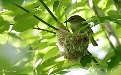 Vireo chivi
