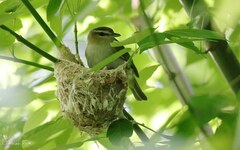 Vireo chivi