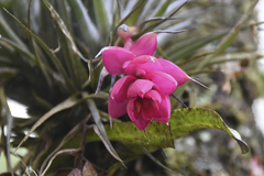 Tillandsia stricta