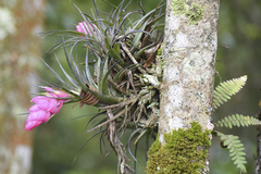 Tillandsia stricta