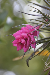 Tillandsia stricta