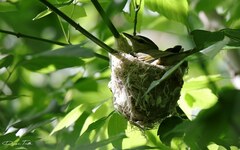 Vireo chivi