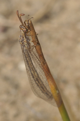 Macronemurus appendiculatus