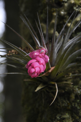 Tillandsia stricta