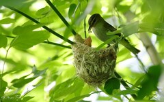 Vireo chivi