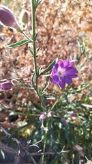 Malesherbia linearifolia