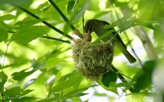 Vireo chivi