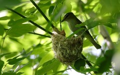 Vireo chivi