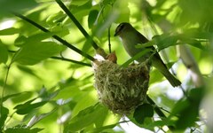 Vireo chivi