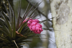 Tillandsia stricta
