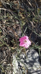 Convolvulus chilensis