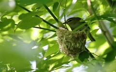 Vireo chivi