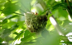 Vireo chivi