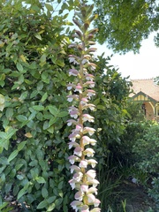 Acanthus mollis