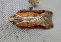 Acleris cristana