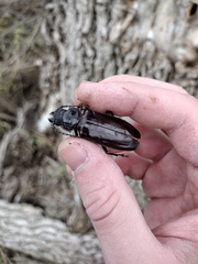 Mallodon dasystomus