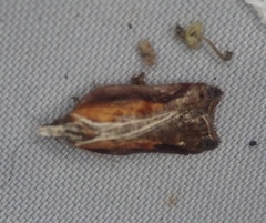Acleris cristana