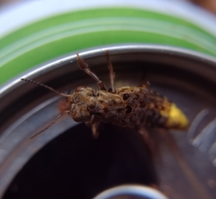 Ontholestes cingulatus