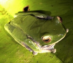 Boophis masoala