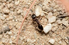 Notoncus ectatommoides