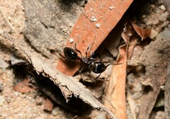 Notoncus ectatommoides