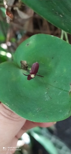 Pleurothallis phyllocardia, photograph 1