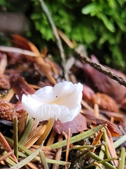 Strobilurus trullisatus