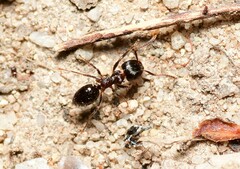 Notoncus ectatommoides