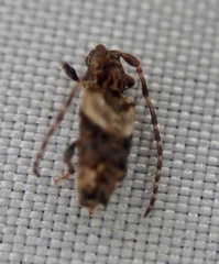 Pogonocherus hispidus