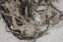 Clathria prolifera