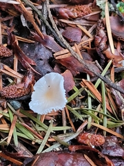 Strobilurus trullisatus